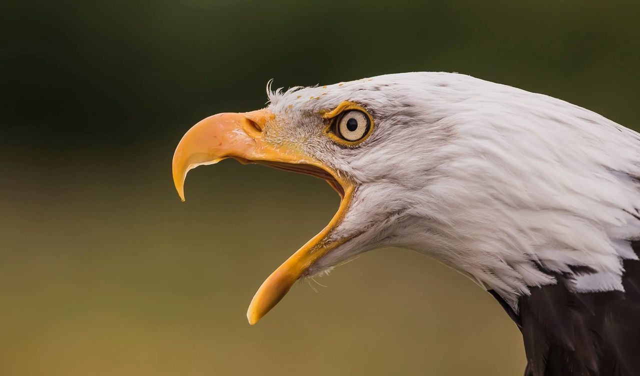 CLOSE-UP OF BIRD