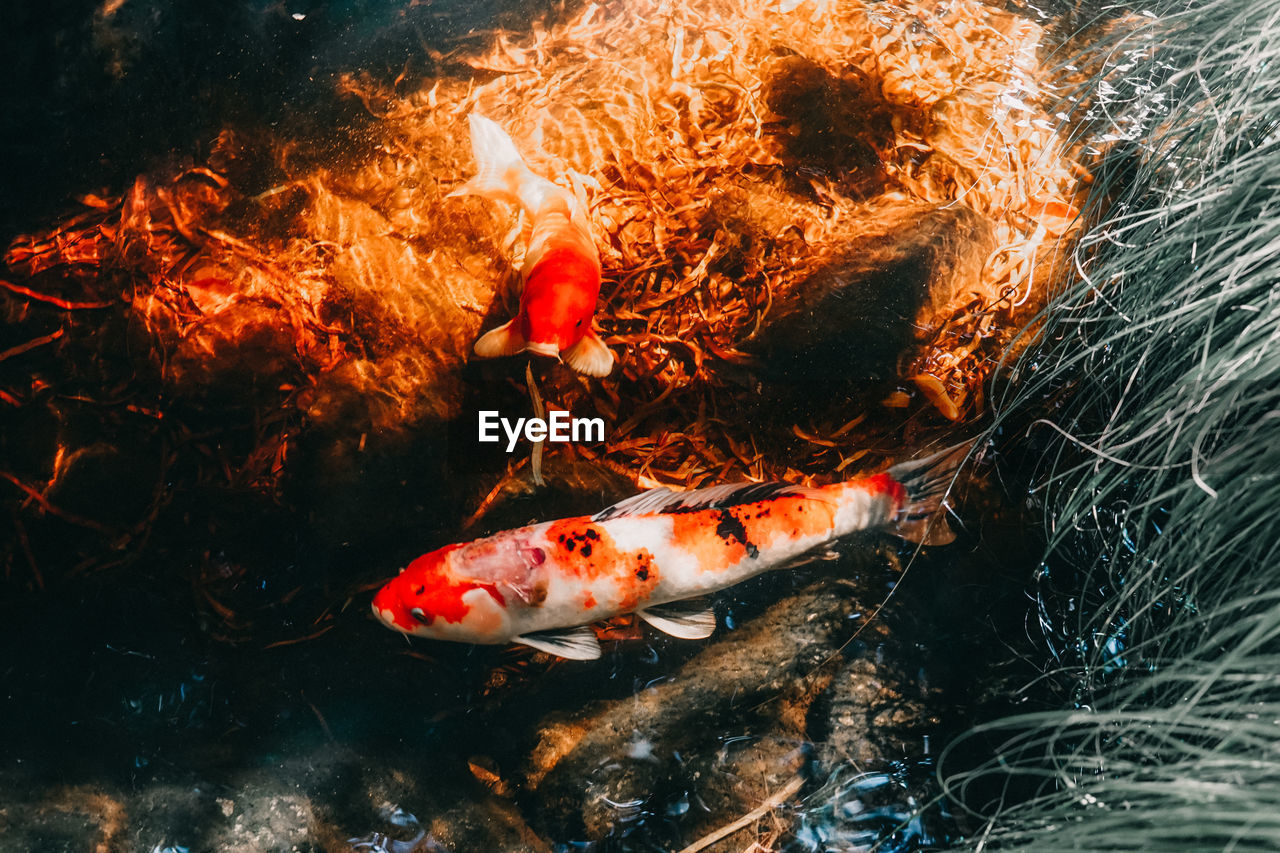 High angle view of koi carps swimming in sea
