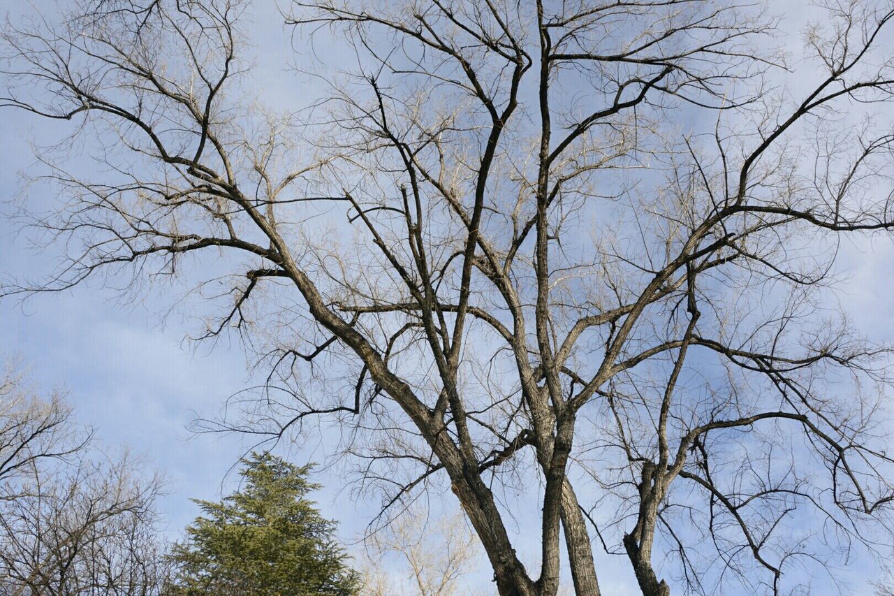 LOW ANGLE VIEW OF BARE TREES AGAINST SKY