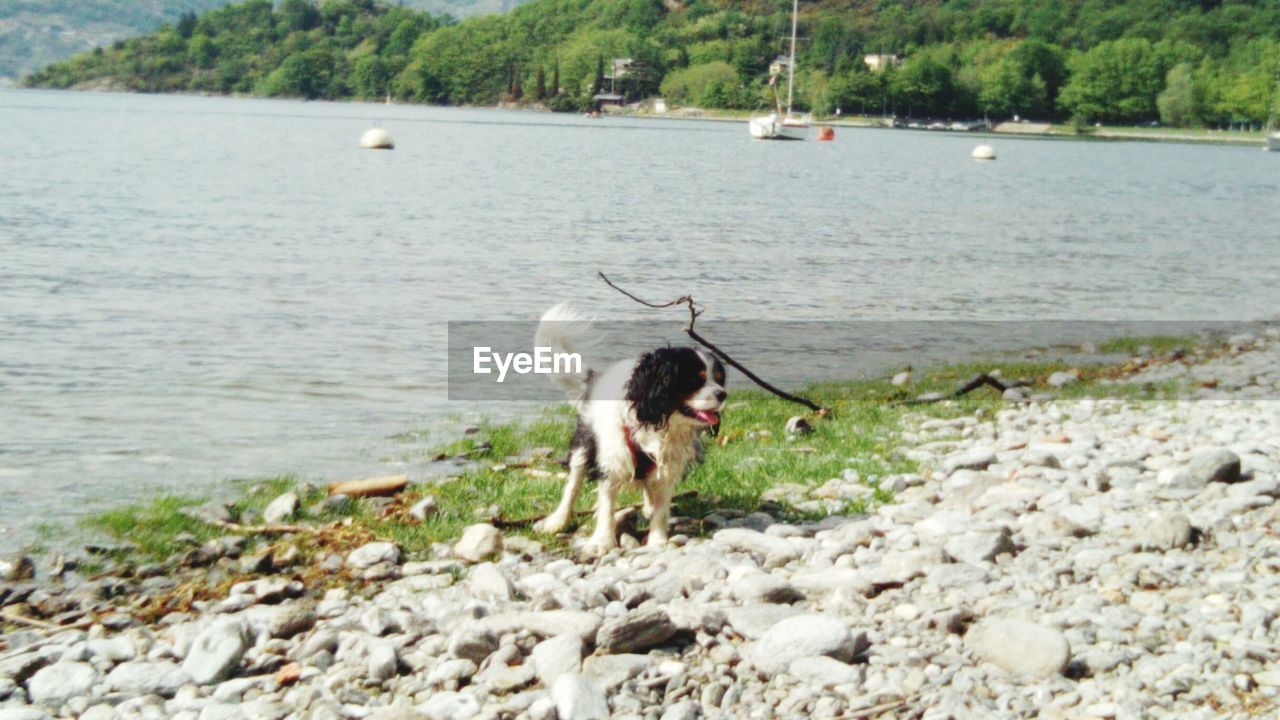 DOG STANDING ON A BEACH