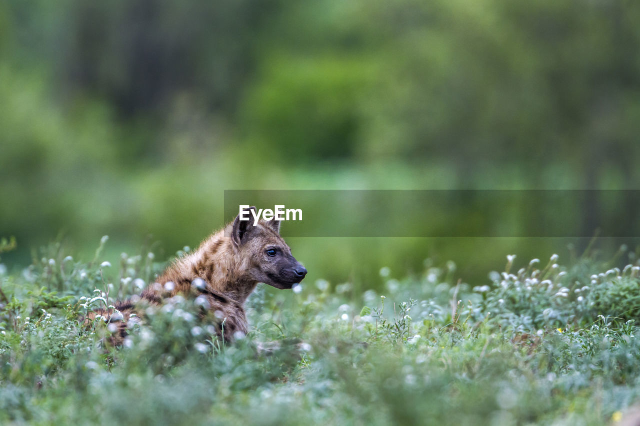 Hyena looking away while sitting on land