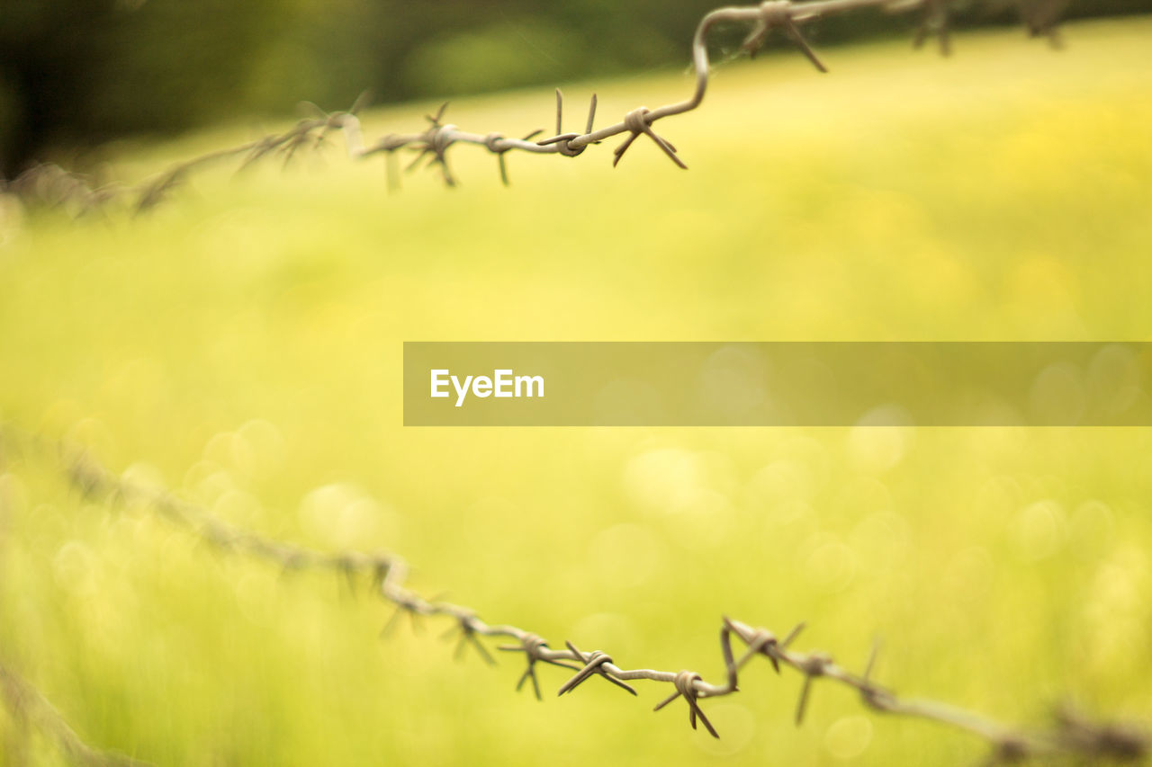 Close-up of barbed wire