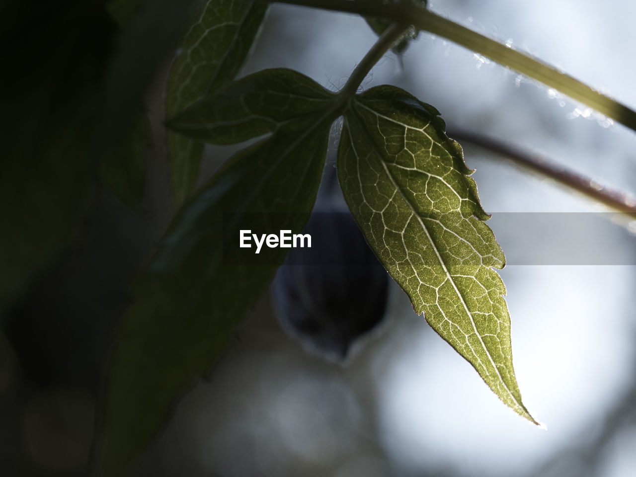 CLOSE-UP OF LEAVES