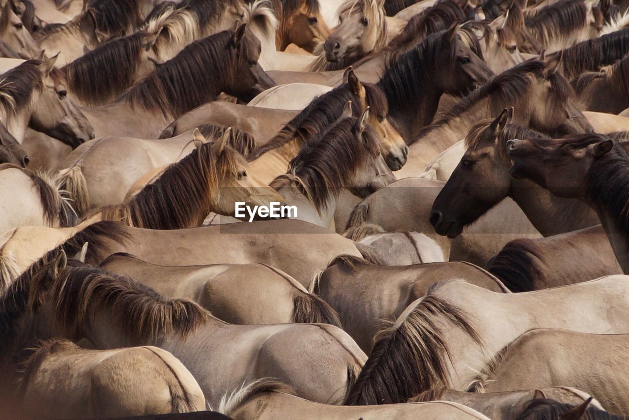 Full frame shot of horse herd