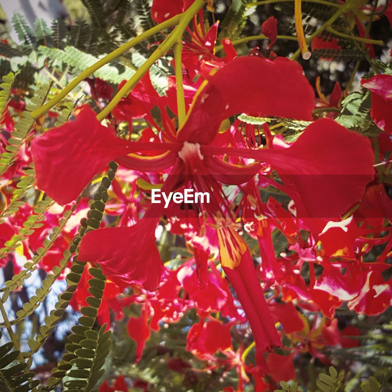 CLOSE-UP OF RED FLOWERS BLOOMING