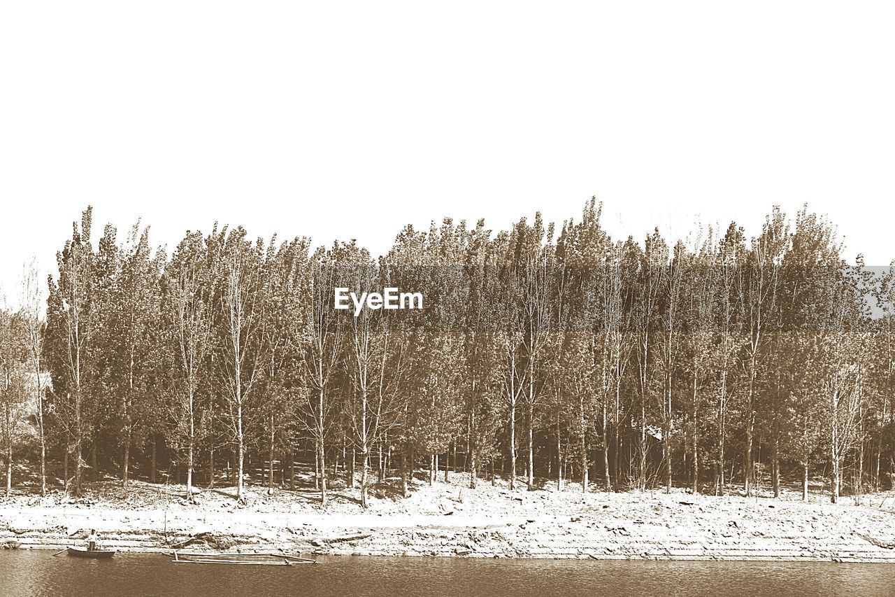 SNOW COVERED TREES AGAINST CLEAR SKY