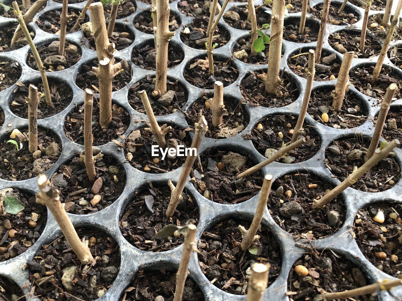 Full frame shot of  plants on field in nursery