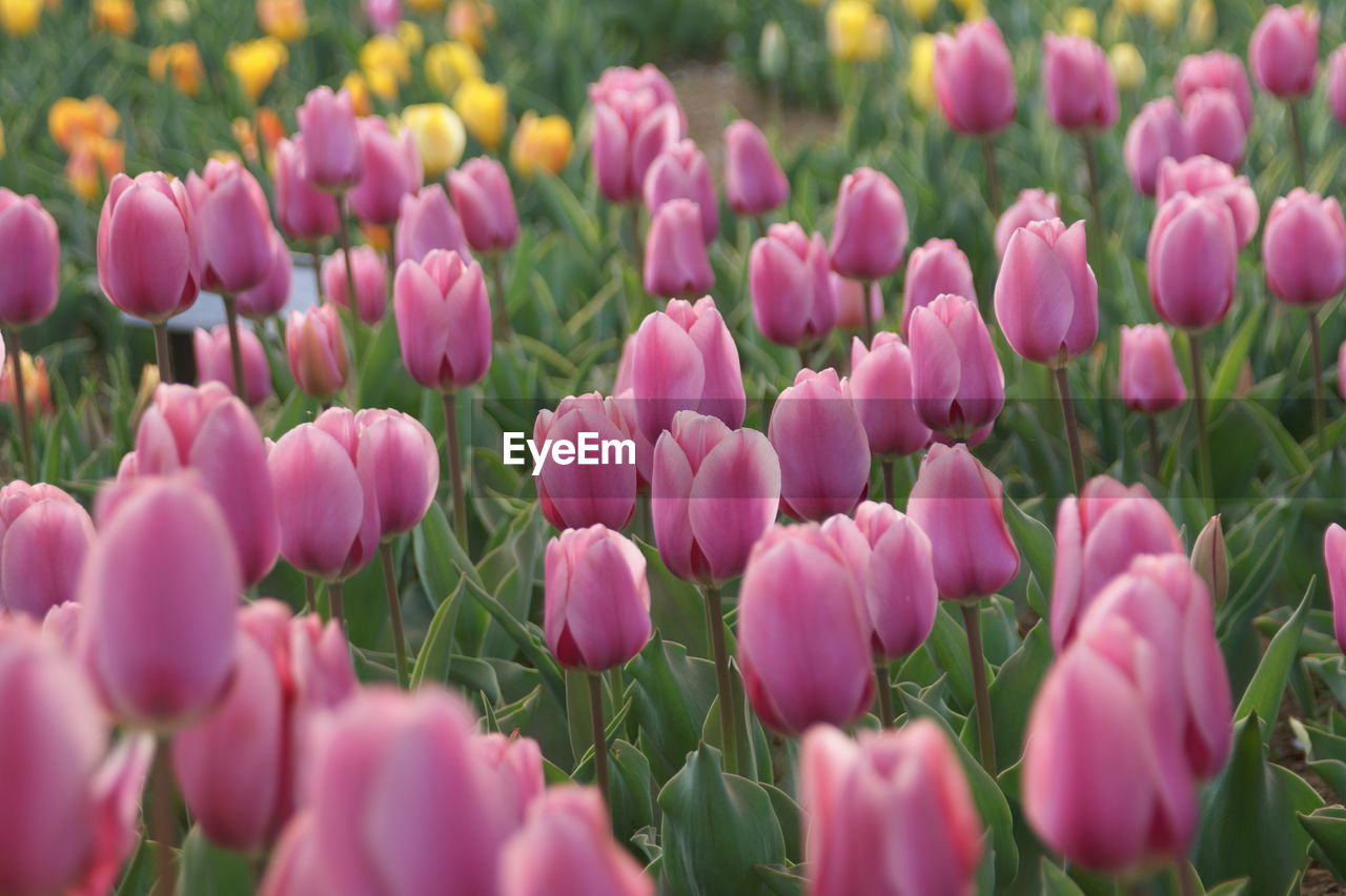 CLOSE-UP OF PINK TULIP FLOWERS ON FIELD