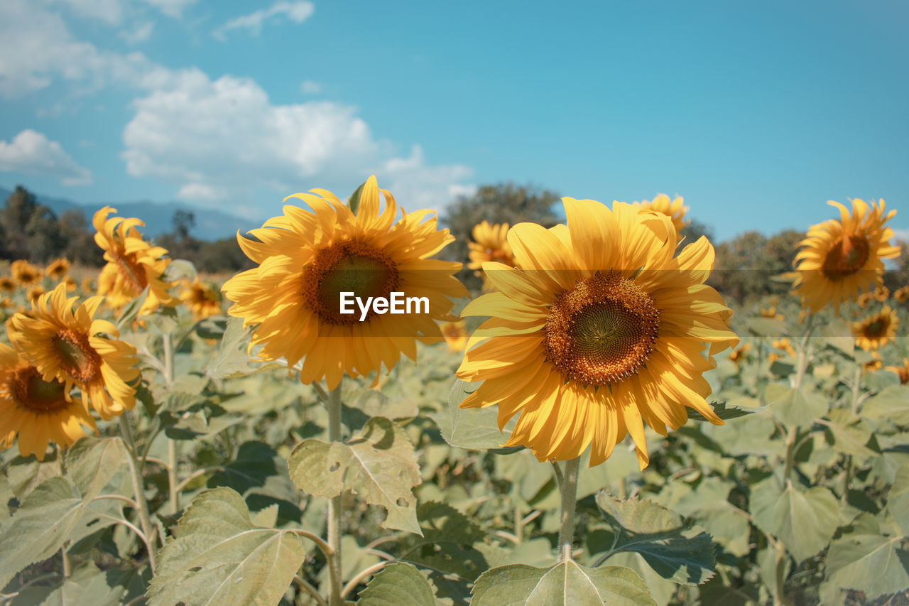 CLOSE-UP OF SUNFLOWERS ON FLOWERING PLANTS AGAINST SKY