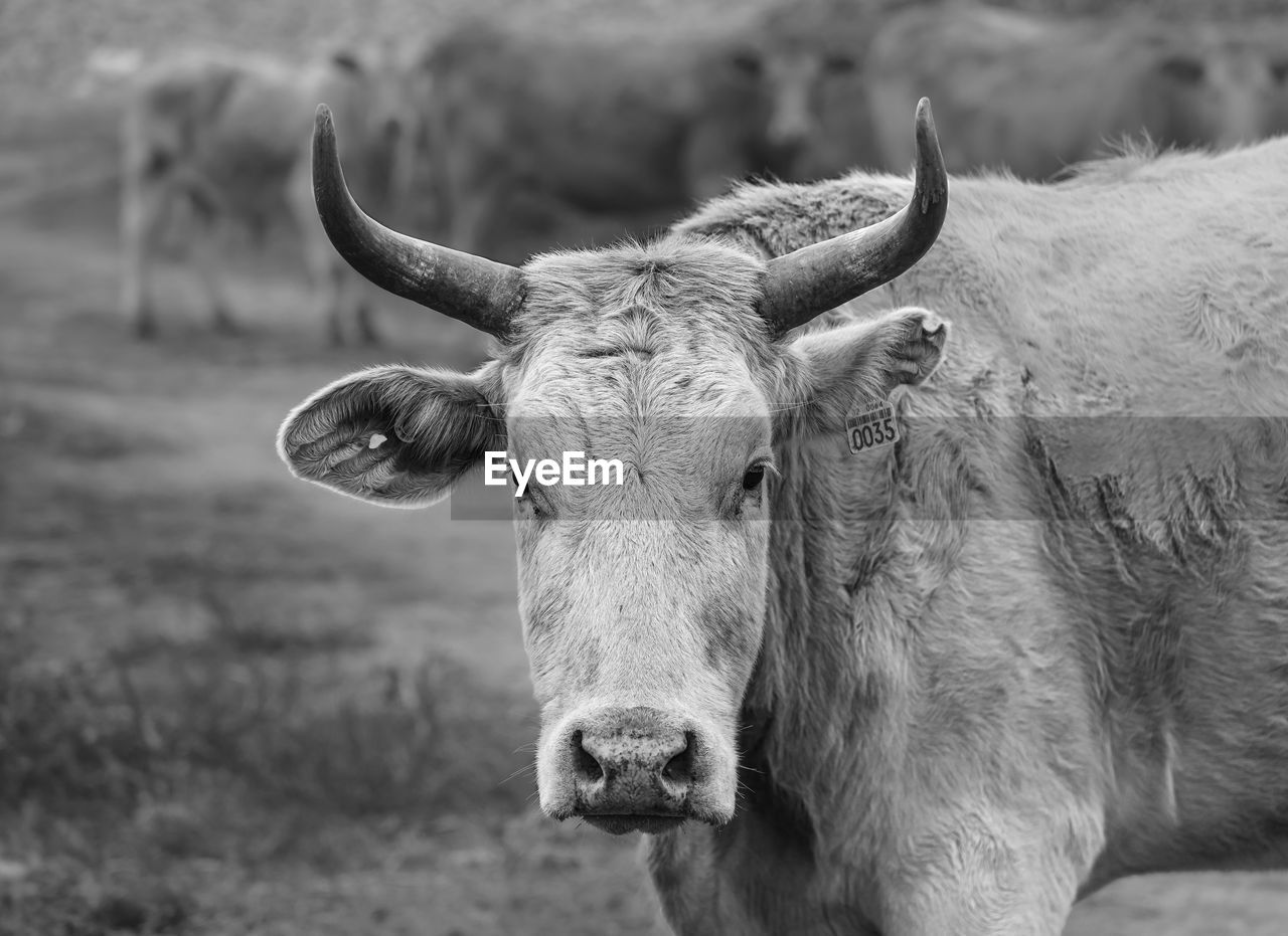 animal themes, animal, mammal, animal wildlife, one animal, domestic animals, livestock, black and white, horned, cattle, horn, bull, wildlife, monochrome, monochrome photography, no people, ox, portrait, nature, focus on foreground, close-up, looking at camera, outdoors, day, land, field, agriculture, pet, standing, water buffalo, domestic cattle