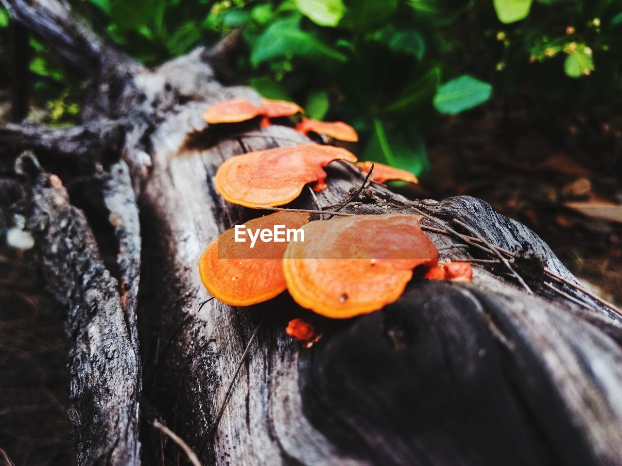 Mushrooms growing on tree in forest