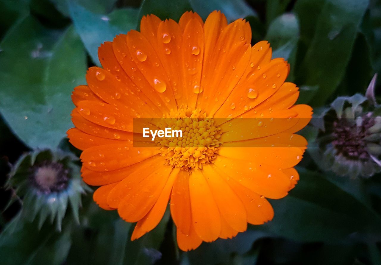 CLOSE-UP OF WATER DROPS ON ORANGE FLOWER