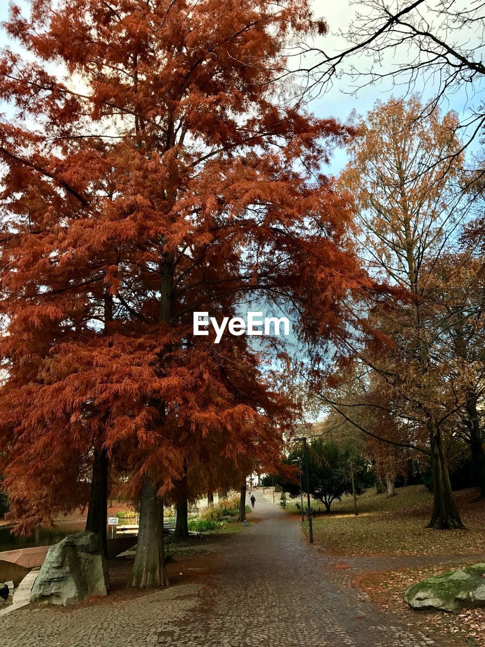 TREES GROWING IN SUNLIGHT