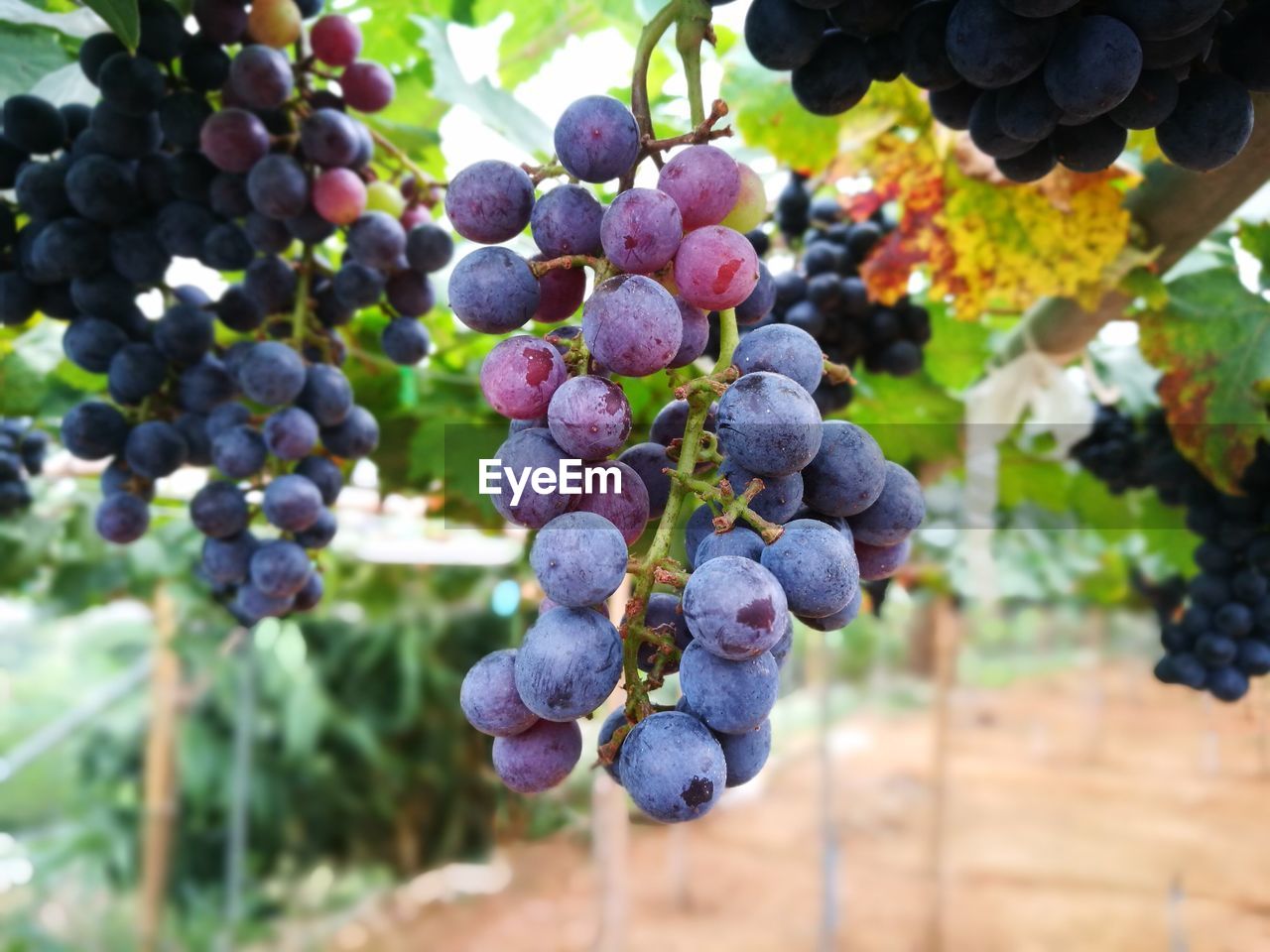 CLOSE-UP OF GRAPES GROWING ON VINEYARD