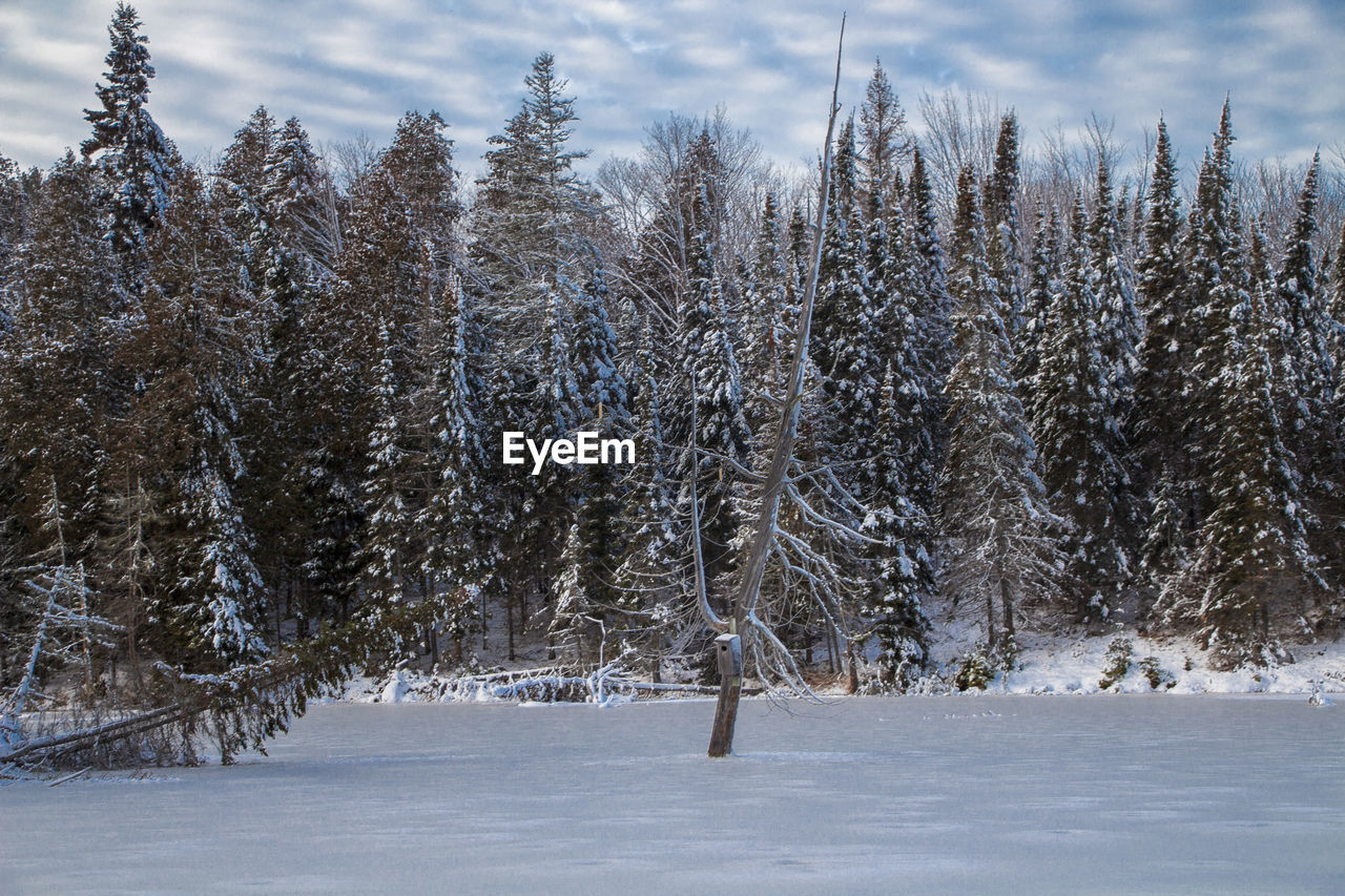 TREES ON SNOW COVERED LAND