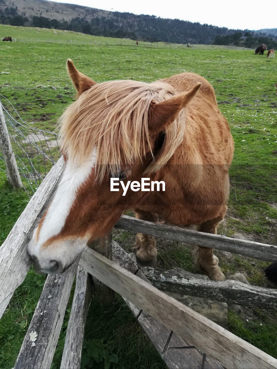 HORSE IN A FARM