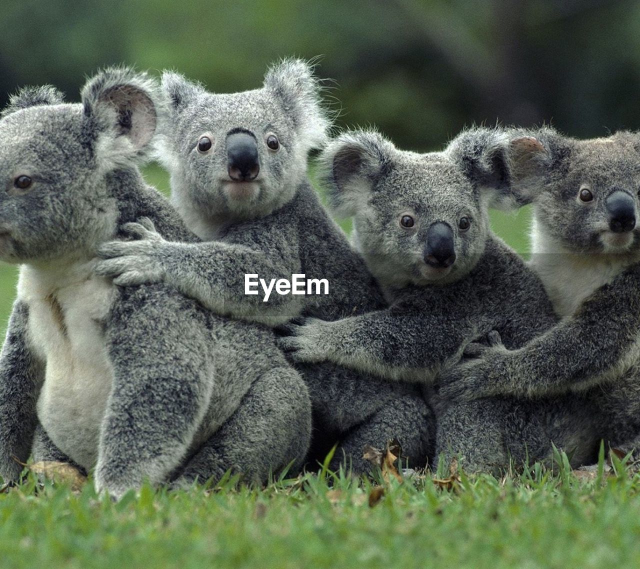 Koalas on field