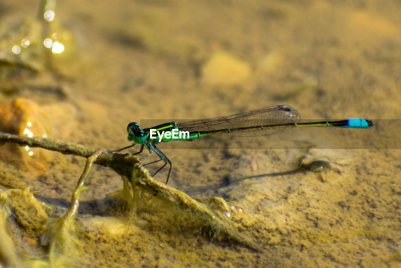 CLOSE UP OF DRAGONFLY