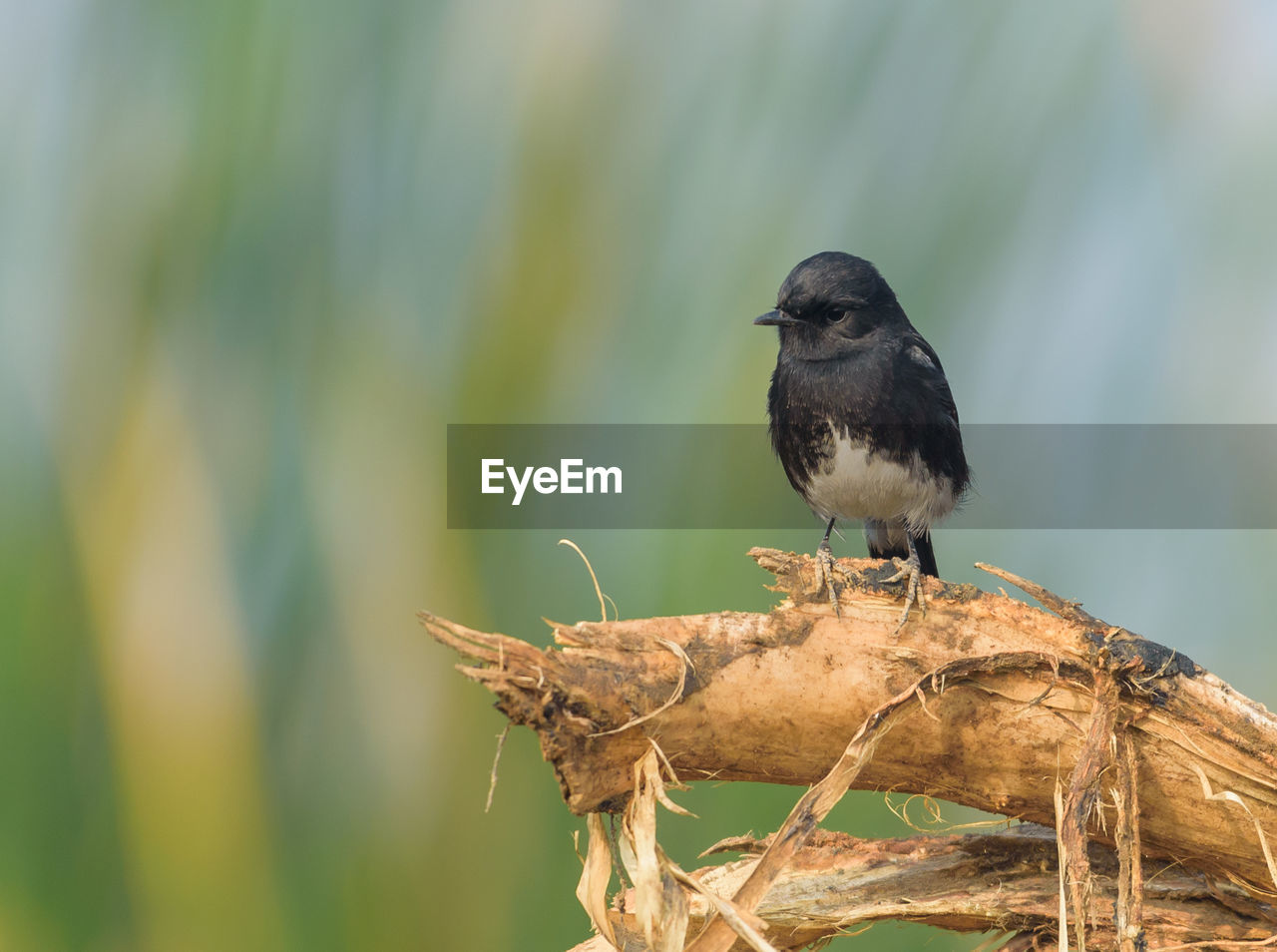 Close-up of bird perching on branch