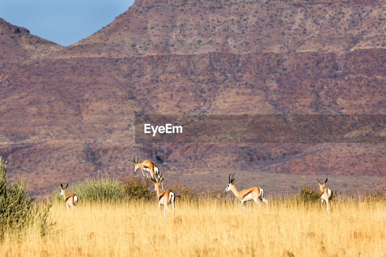 Rare view of herd of gazelles