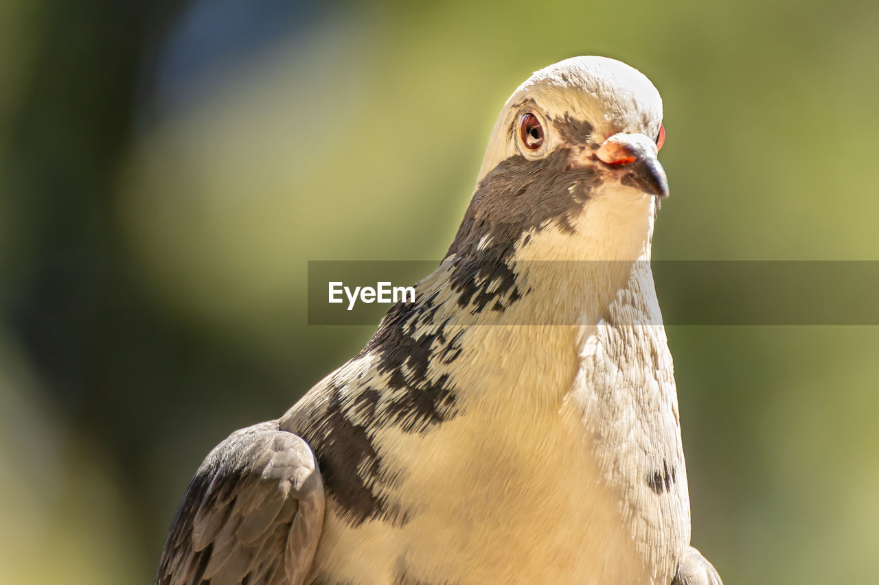 CLOSE-UP OF AN ANIMAL