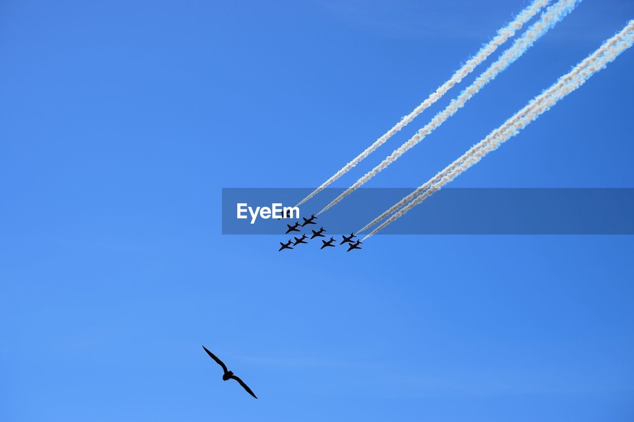 Low angle view of seagull flying against airplanes during airshow in clear blue sky