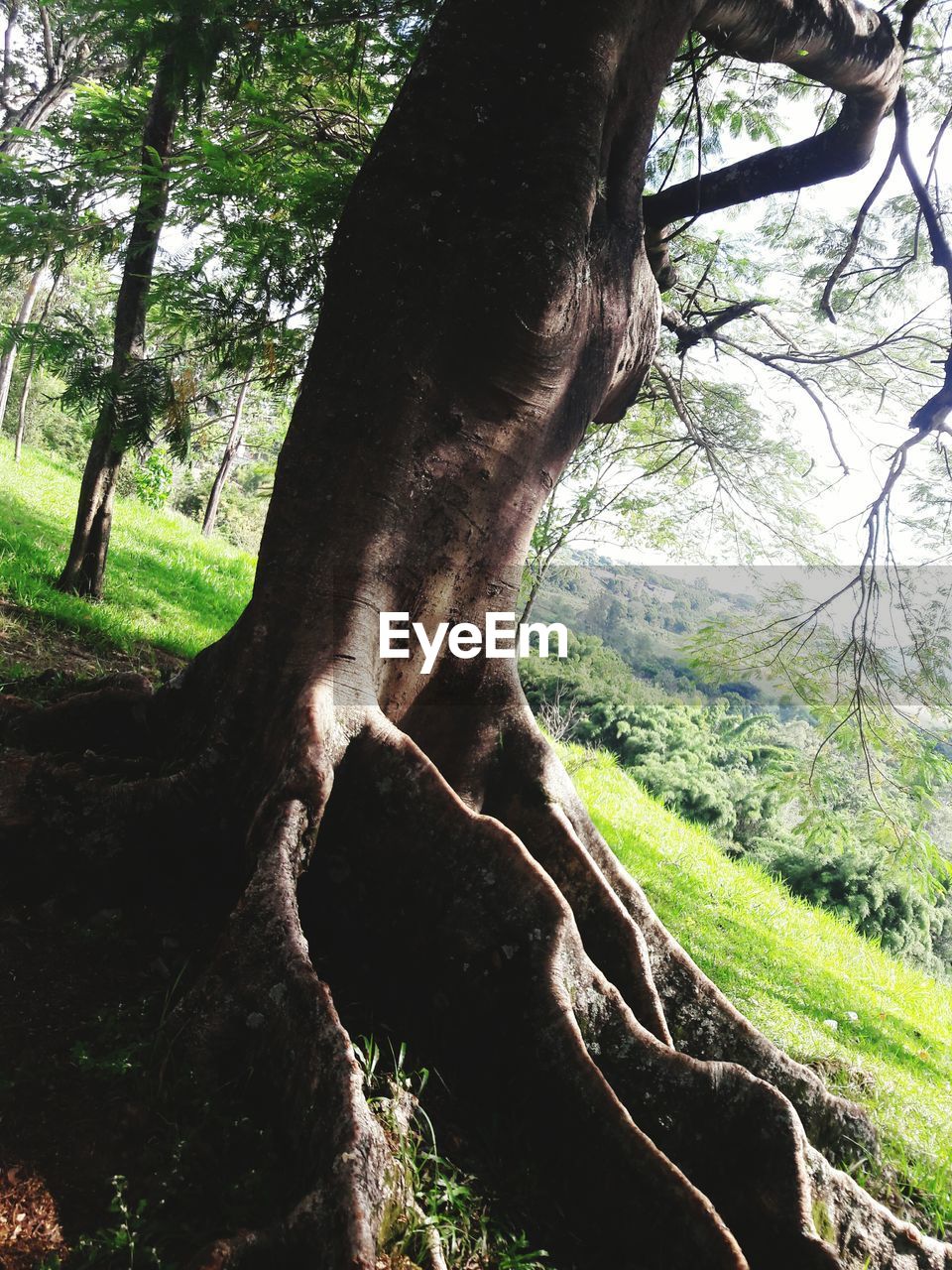 TREE ROOTS IN FOREST