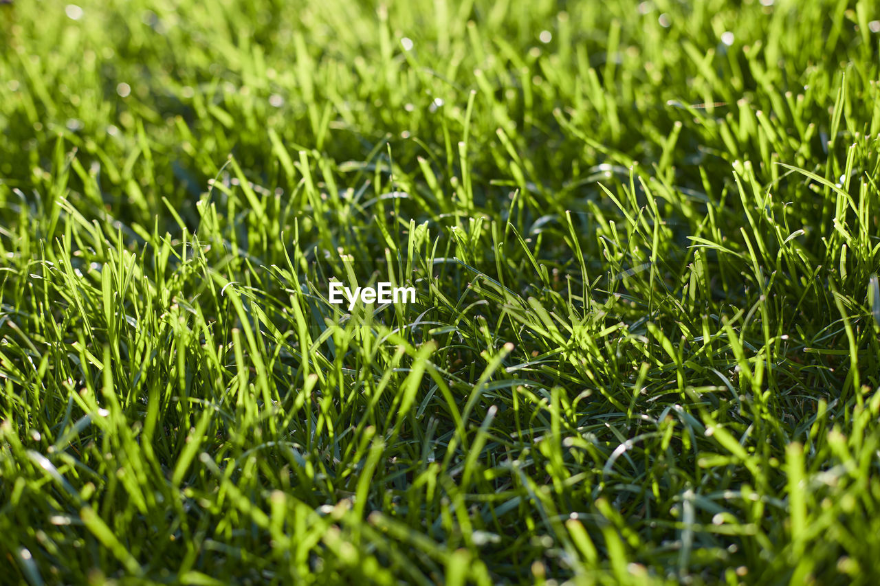 green, plant, lawn, grass, growth, full frame, backgrounds, nature, field, land, beauty in nature, no people, grassland, flooring, selective focus, leaf, day, meadow, artificial turf, close-up, outdoors, soil, freshness, tranquility, foliage, sunlight, lush foliage, environment, landscape