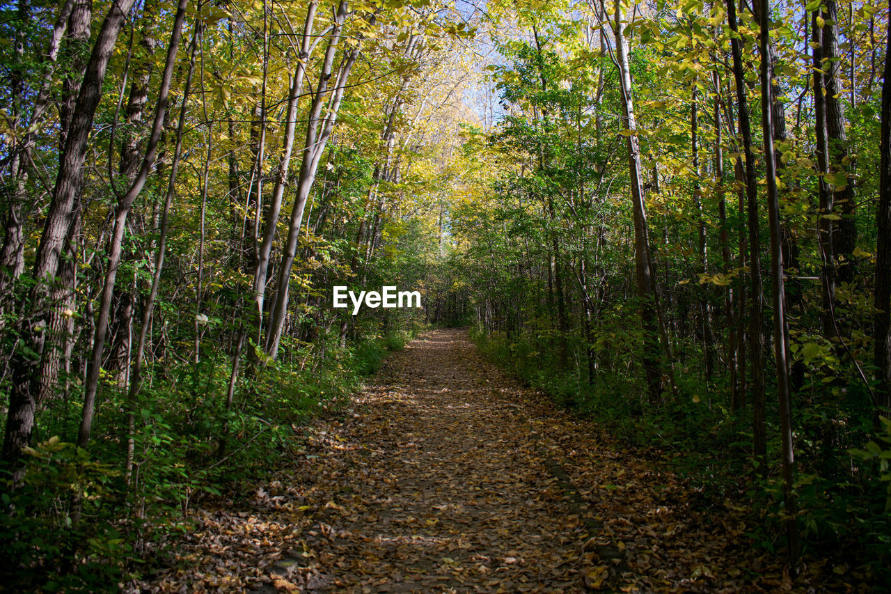 Dirt road amidst trees in forest