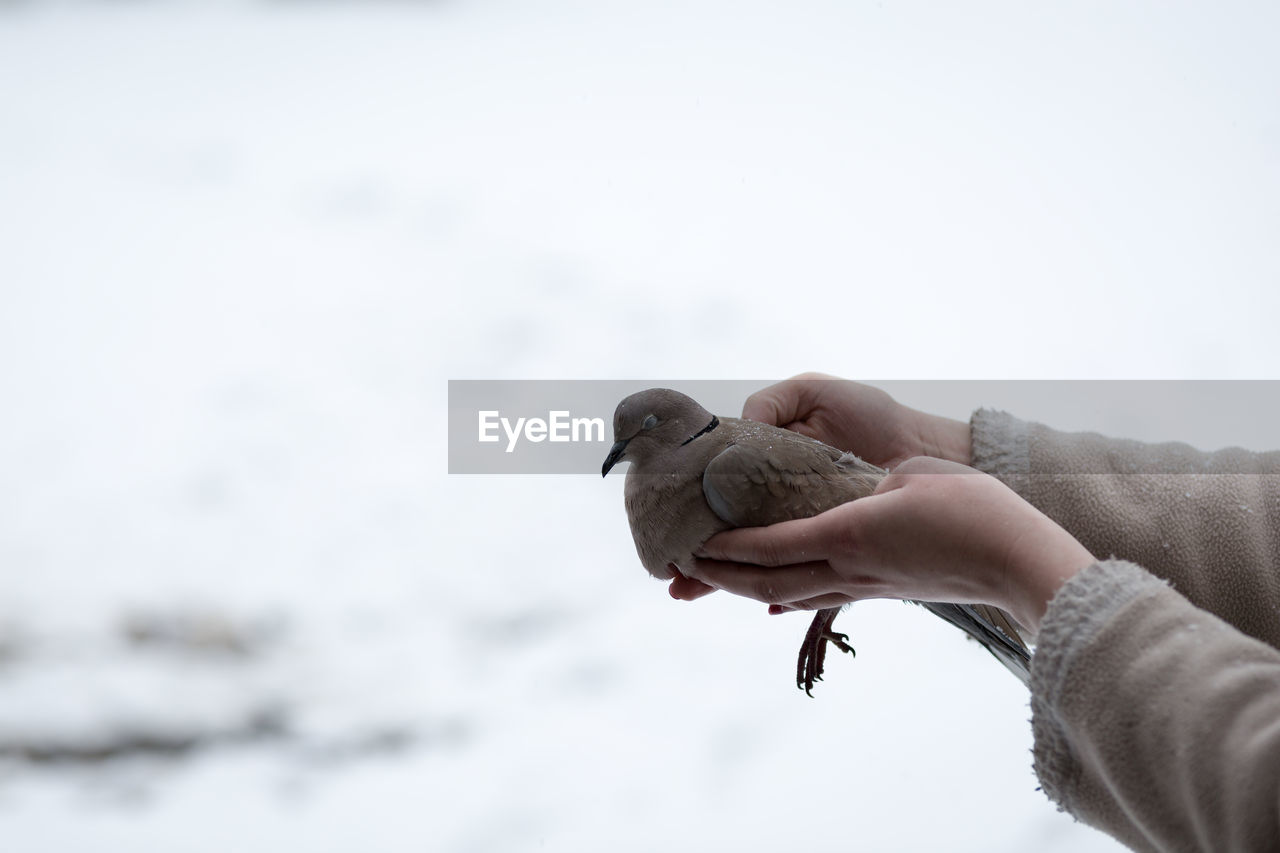 Woman holding in hands weak collared turtledove streptopelia decaocto,