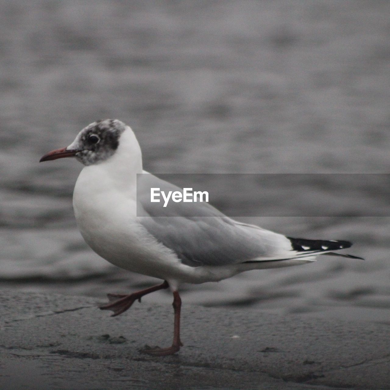 CLOSE-UP OF BIRD PERCHING ON WOOD