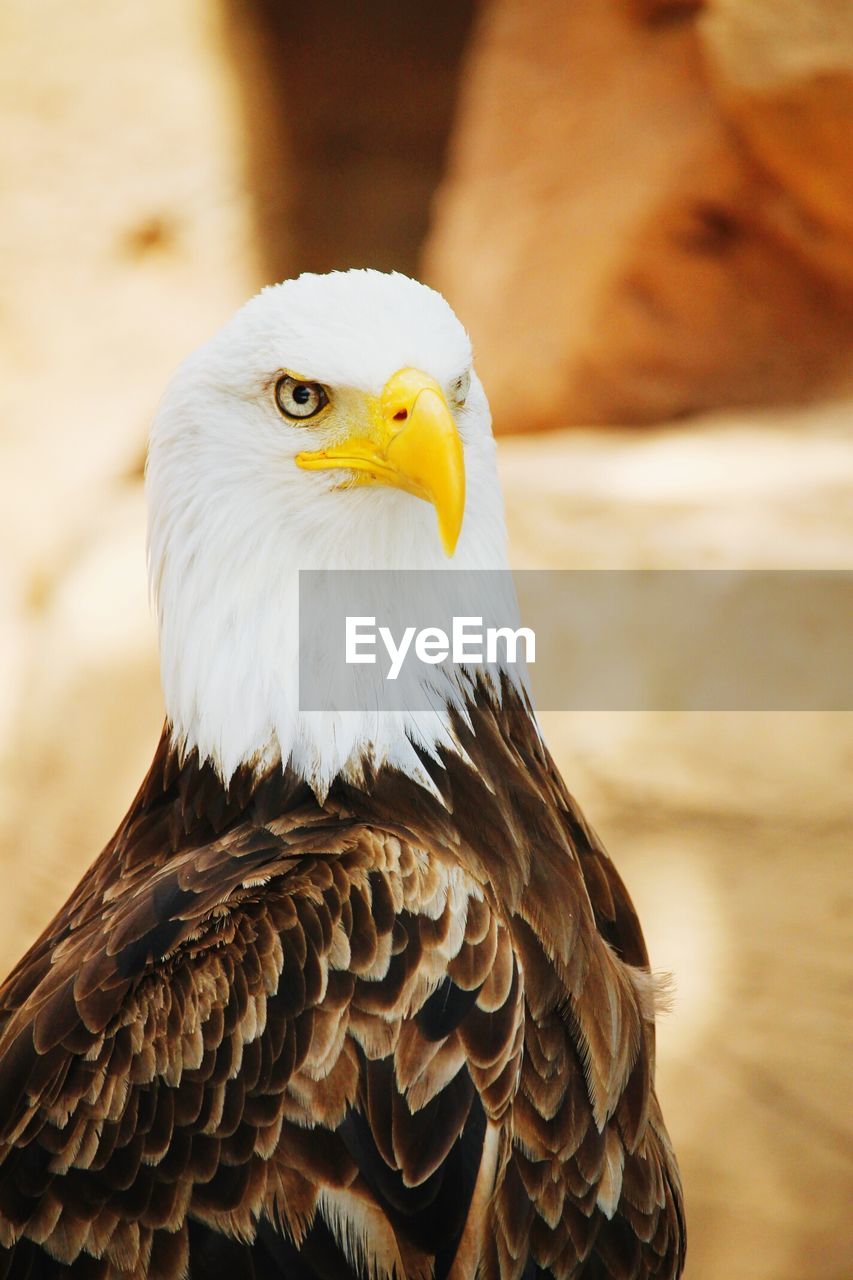 Close-up of bald eagle perching in forest