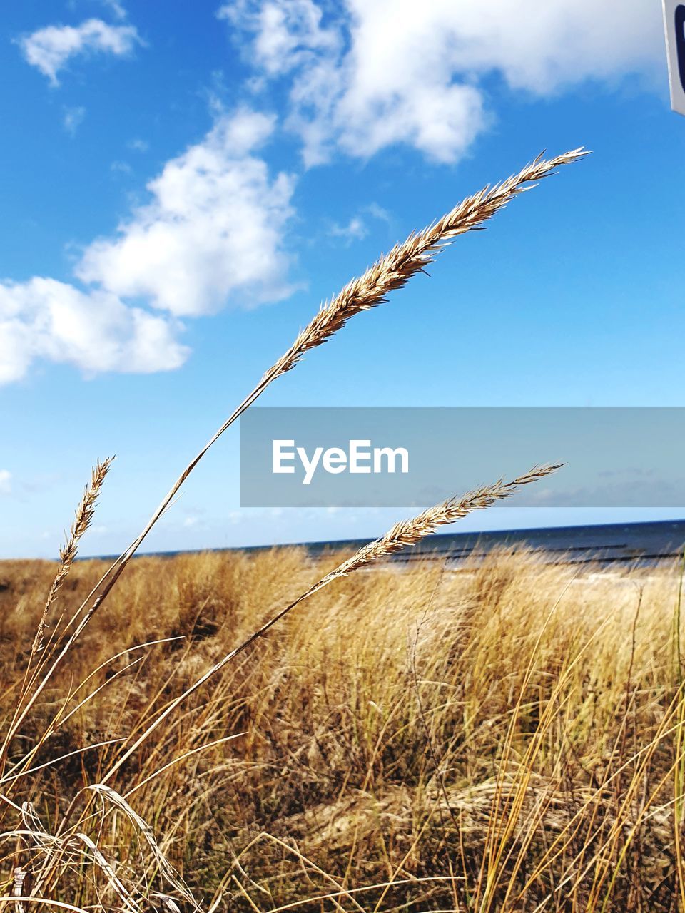 SCENIC VIEW OF STALKS ON FIELD AGAINST SKY