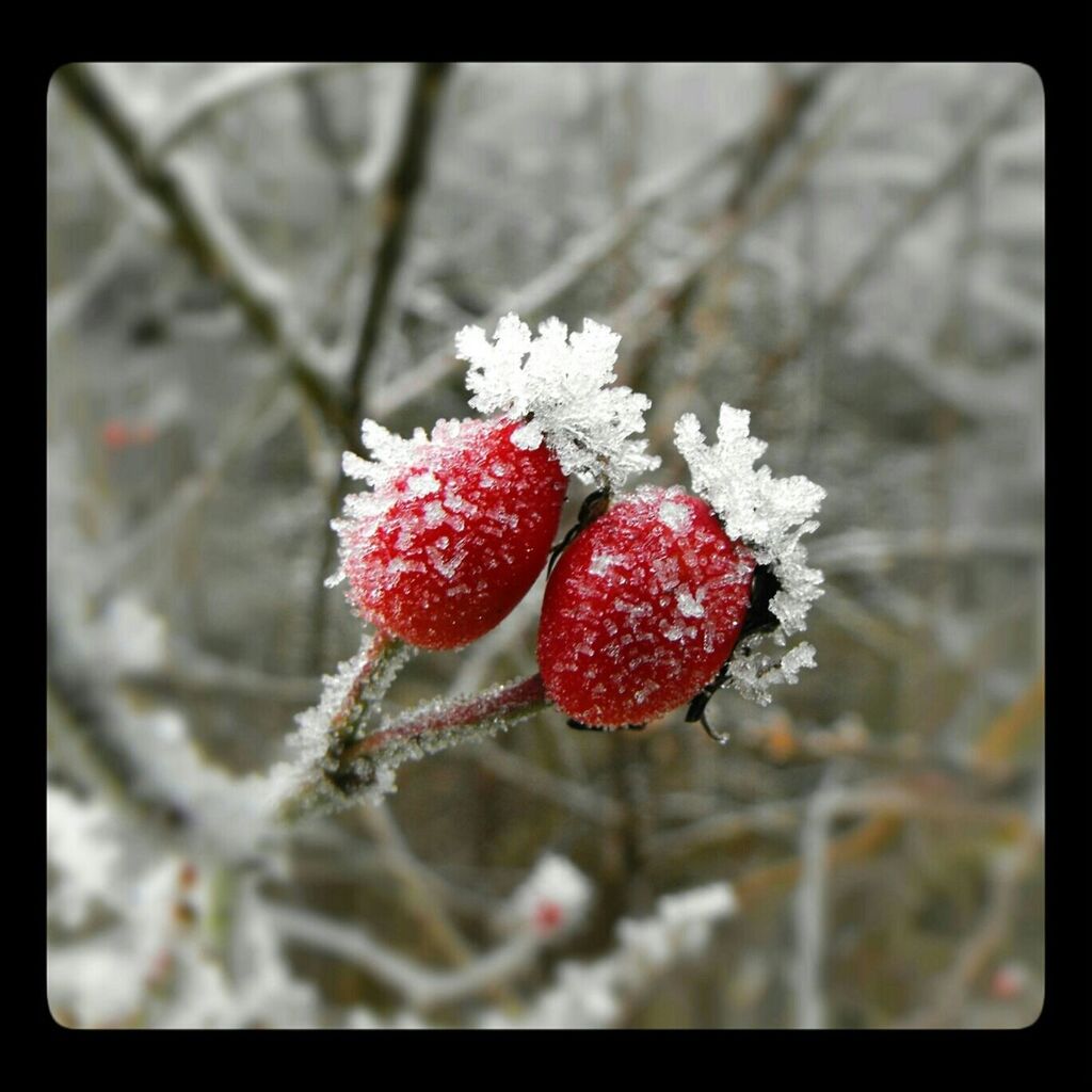 CLOSE-UP OF RED BERRIES ON TREE