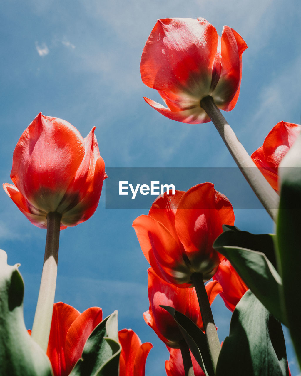 Close-up of red tulips blooming against sky