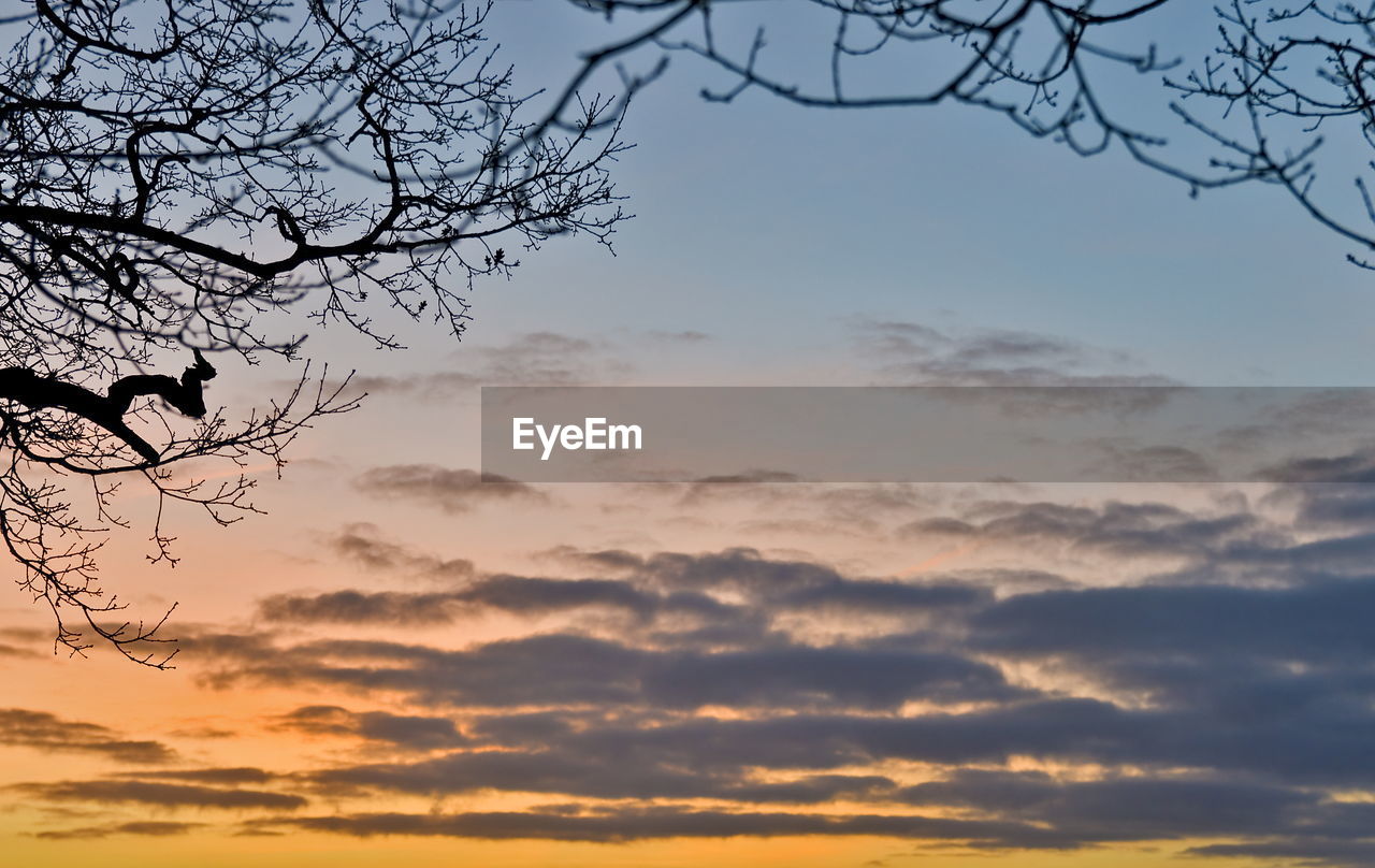 LOW ANGLE VIEW OF SILHOUETTE TREE AGAINST SKY