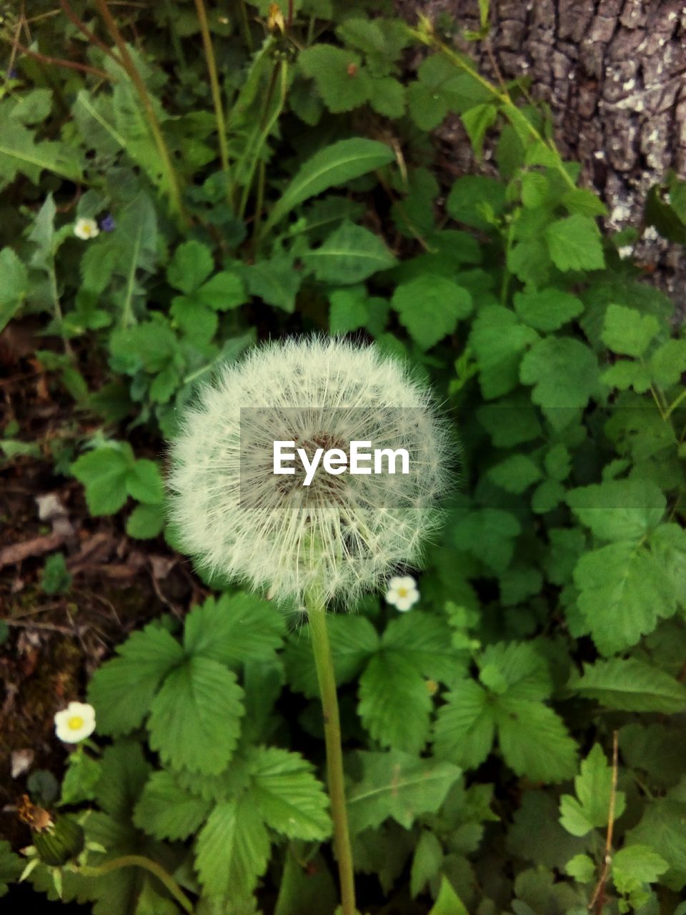 CLOSE-UP OF DANDELION BLOOMING