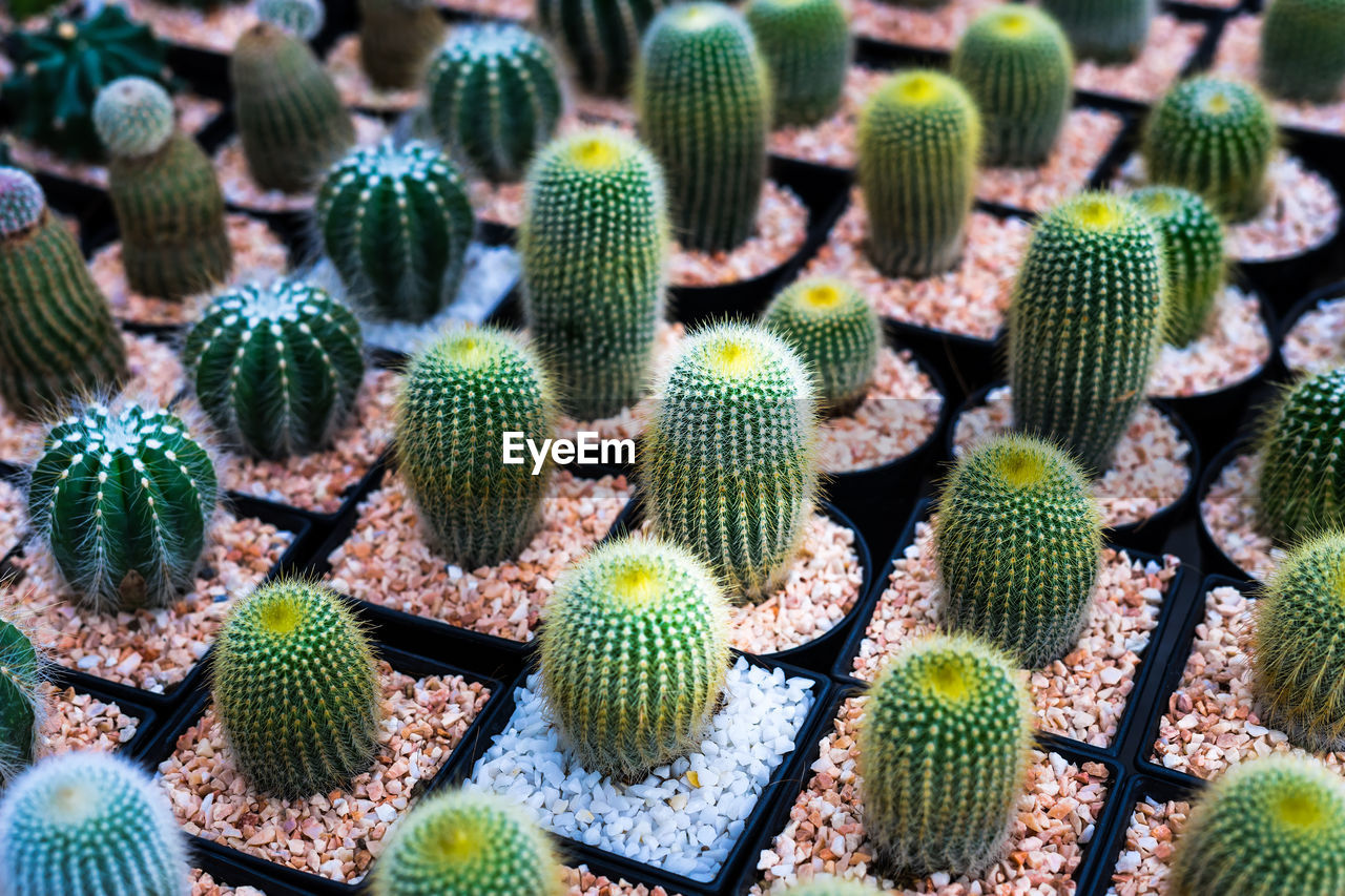 Full frame shot of succulent plant full color cactus