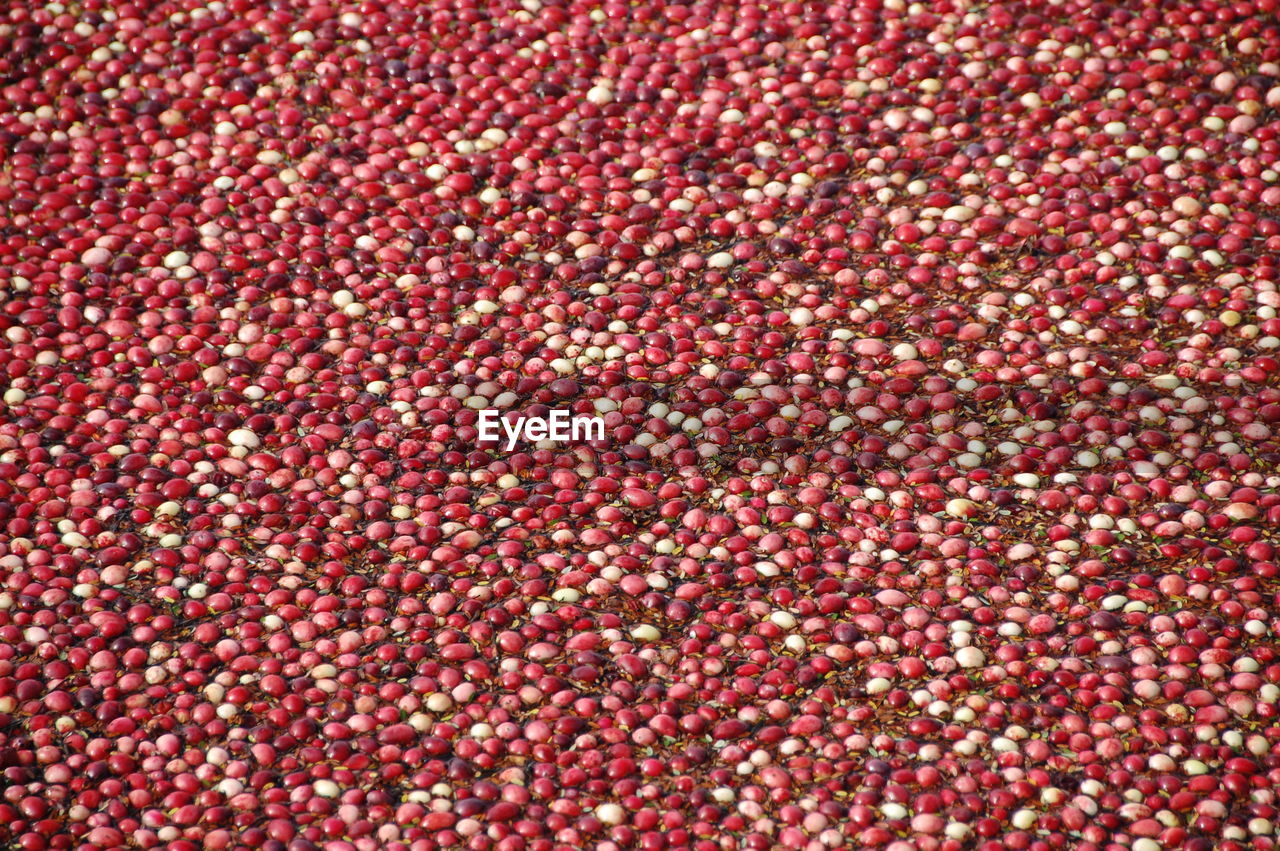 Full frame shot of cranberries 