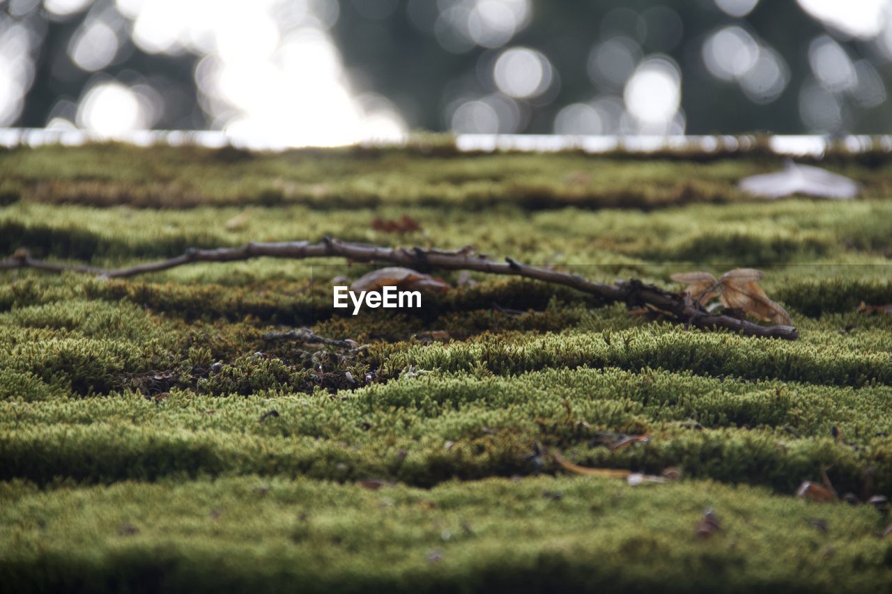 Close-up of a roof completely overgrown with moss. 