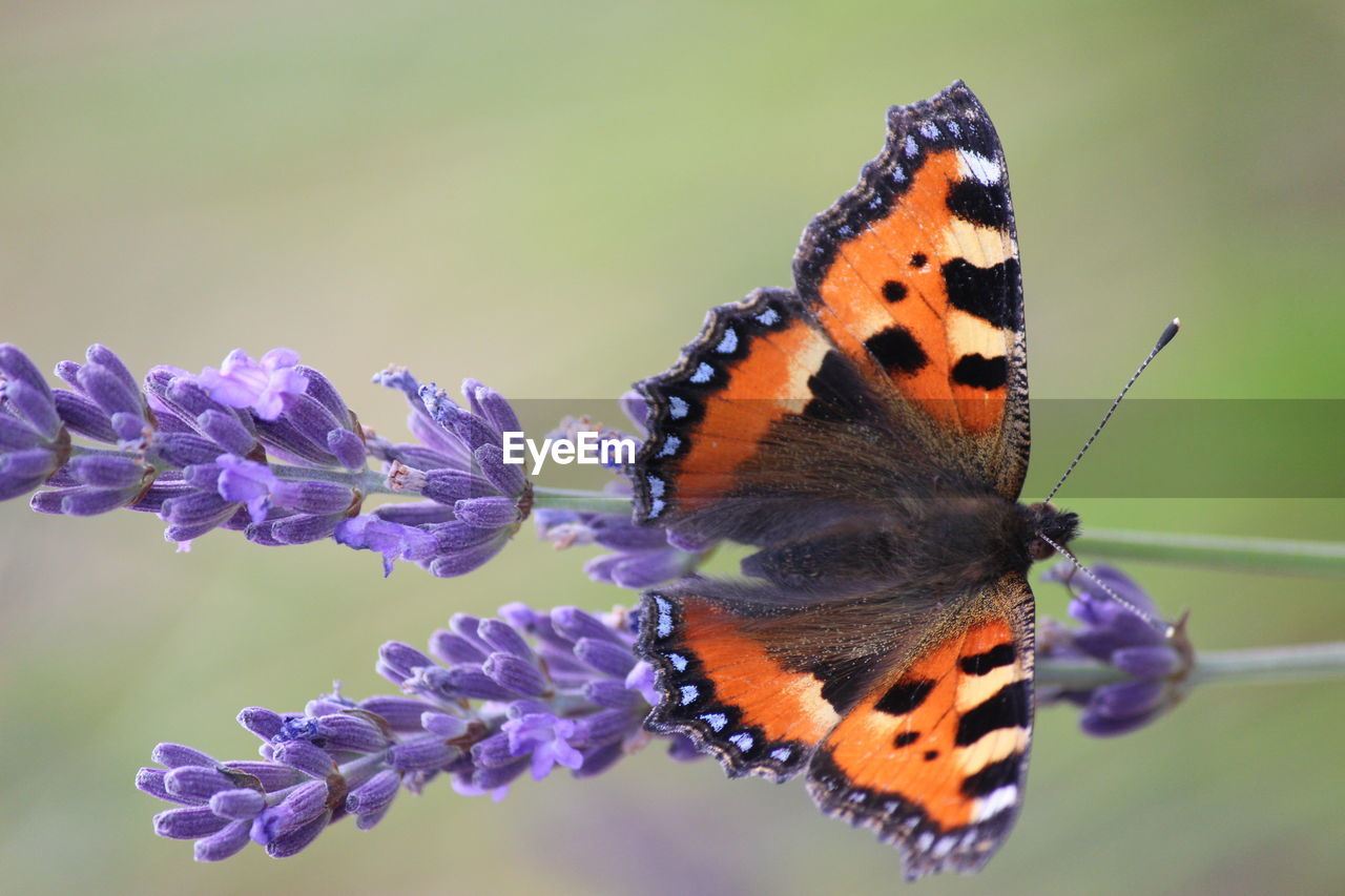 Close-up of butterfly pollinating on purple flower