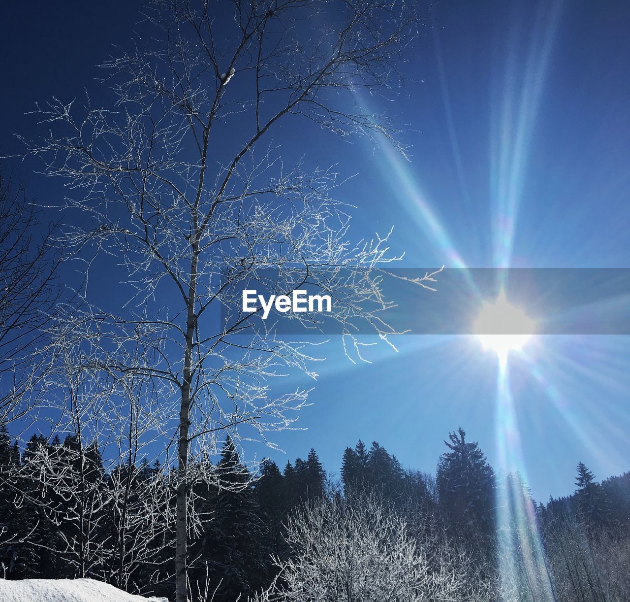 LOW ANGLE VIEW OF TREES AGAINST CLEAR SKY