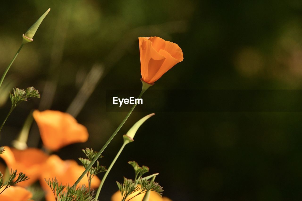 Close-up of orange flower blooming outdoors