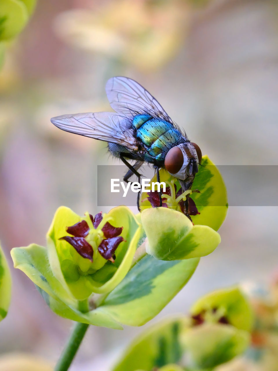 Iridescent fly pollinating a flower