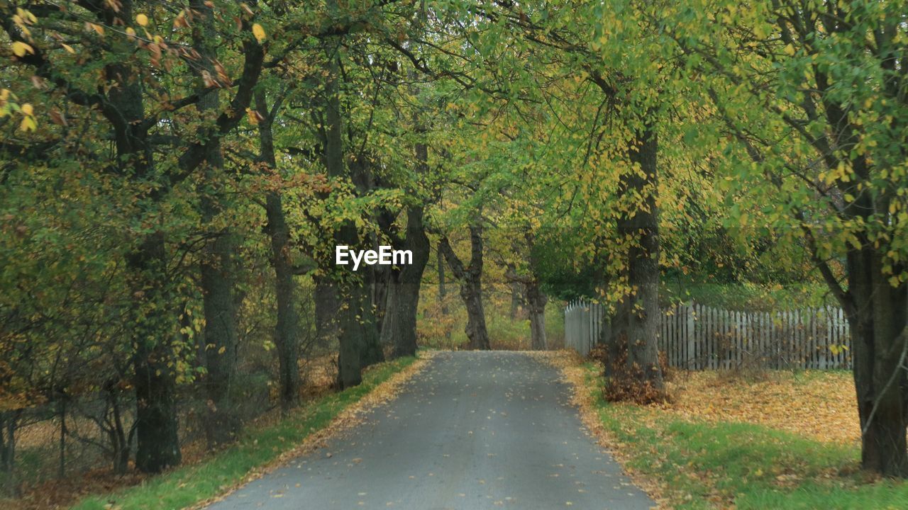 Road amidst trees in forest