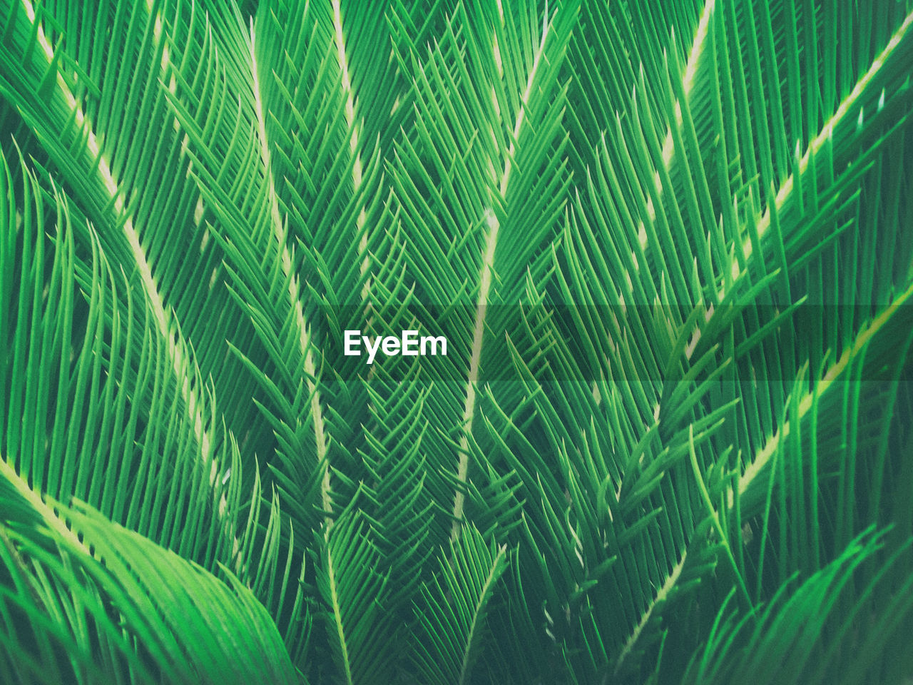 Close-up of palm tree