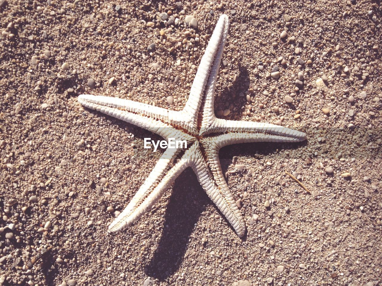 Dry starfish on sand