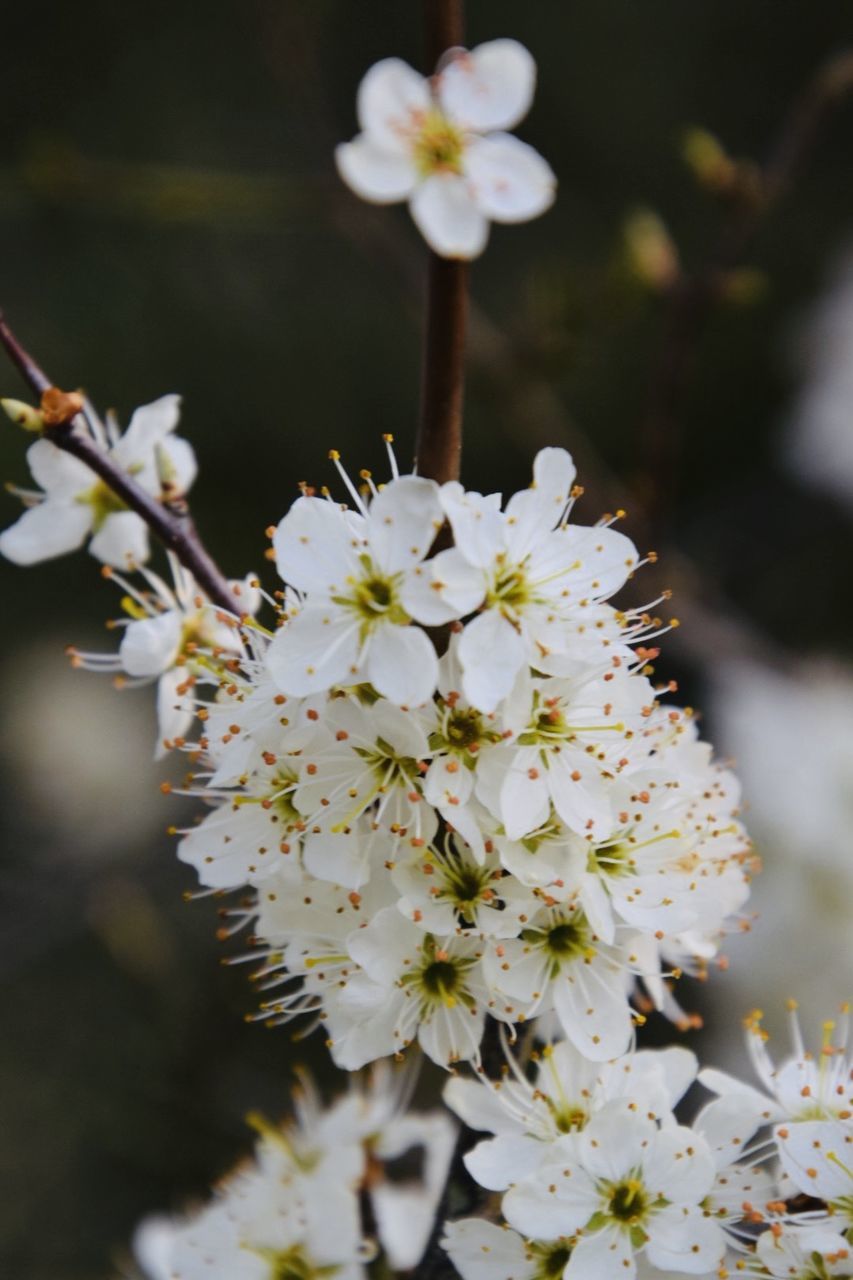 CLOSE-UP OF WHITE CHERRY BLOSSOMS