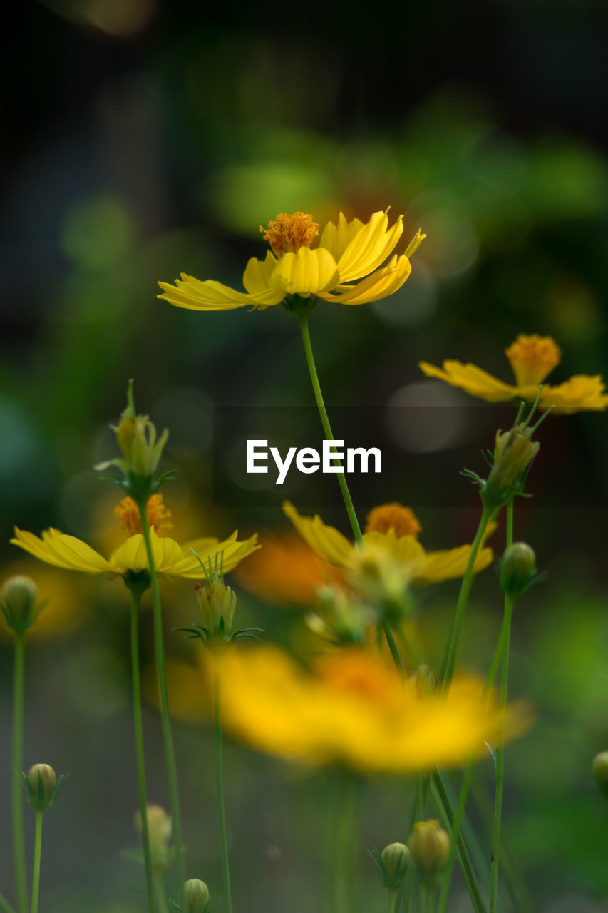 Yellow cosmos flowers blooming outdoors