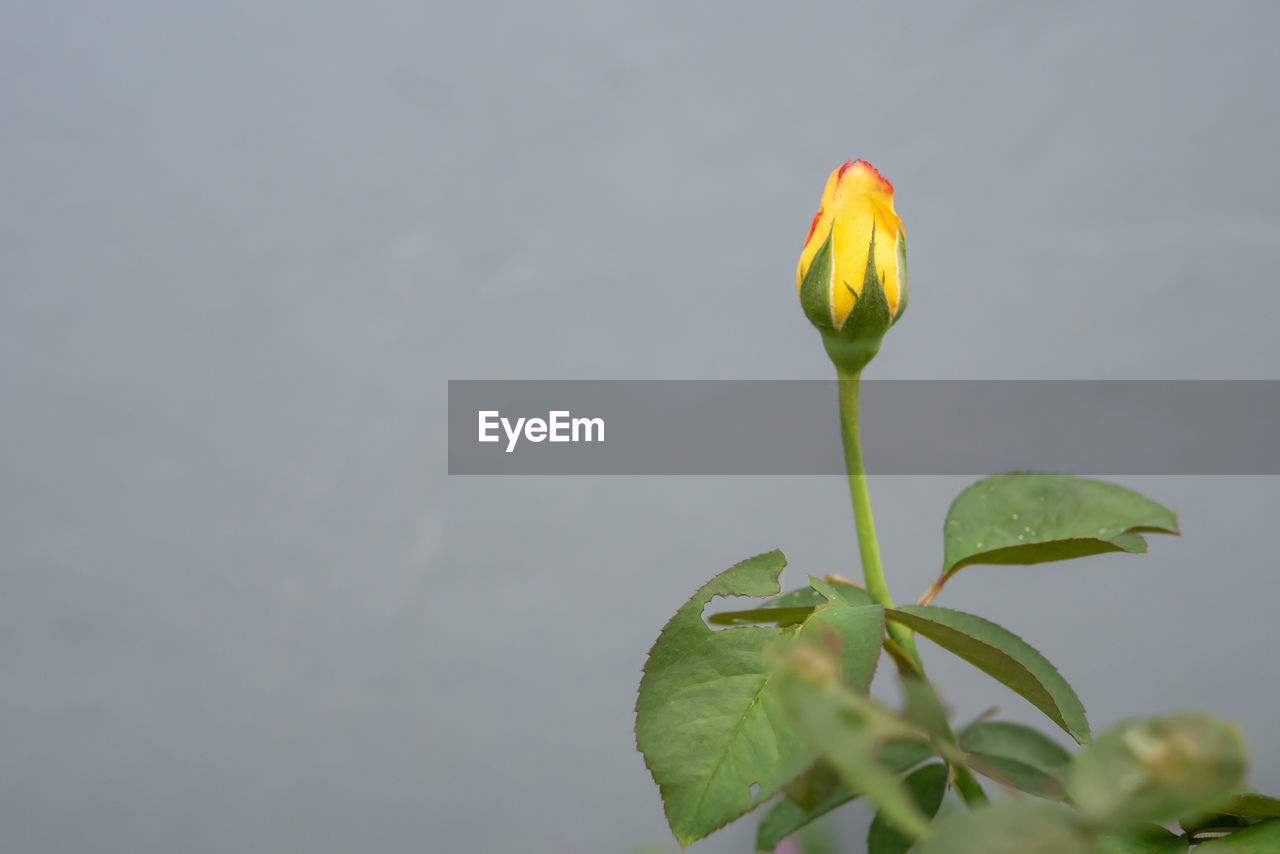 plant, yellow, flower, green, flowering plant, plant part, leaf, nature, beauty in nature, freshness, macro photography, growth, close-up, fragility, no people, copy space, petal, flower head, outdoors, plant stem, bud, inflorescence, focus on foreground, springtime, day, beginnings, botany